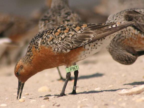 Image of This red knot has been fitted with an identification flag with a unique code, PNT, so that it can be identified from a distance with a telescope.