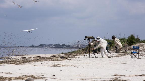 Image of To get an estimate of shorebird numbers on Delaware Bay, scientists use both an aerial survey and ground counts.