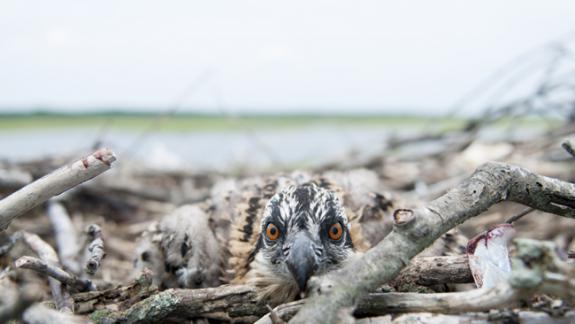 Image of With your support we can make sure that osprey nesting structures remain in good condition on the Jersey Shore.