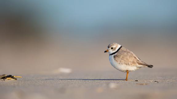 Image of Piping plovers are listed as endangered in New Jersey.