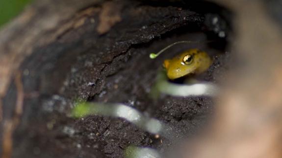 Image of Long-tailed salamander