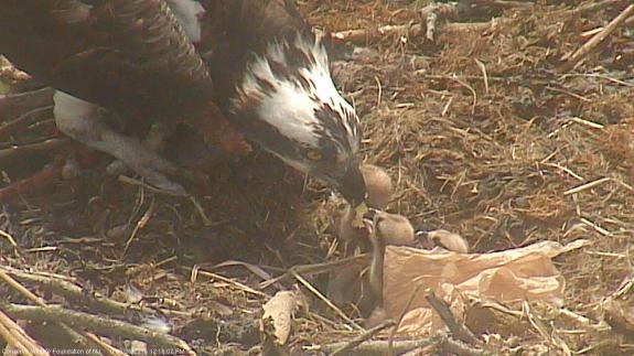 Image of Three hatchlings being fed on 5/28/15. We lost connection with the camera yesterday but it magically came back online this moring. The third egg must of hatched early this morning. 