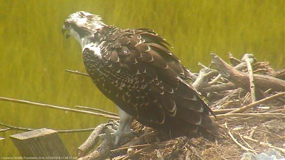 Image of An osprey fledgling sits on the nest. 