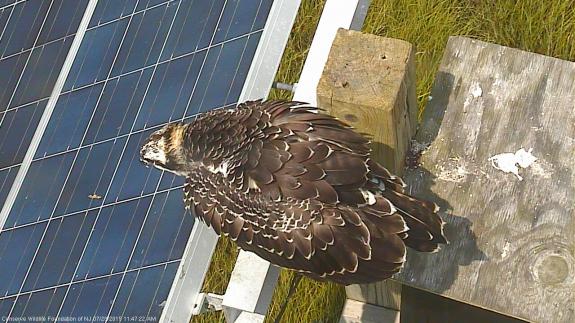 Image of Another fledgling preening on the solar panel array.