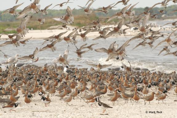 Image of Red Knots and Ruddy Turnstones.