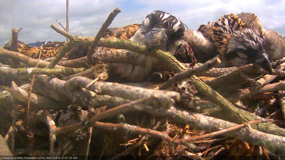 Image of The 32 day old nestlings nap along the edge of the nest. 