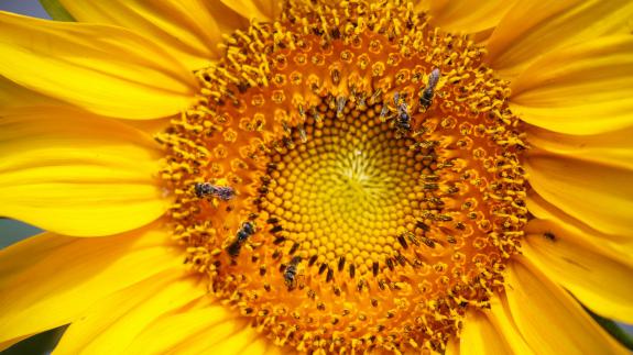 Image of Mammoth gray-stripe sunflowers provide food for large amounts of pollinators when flowering and songbirds from the seeds produced. 