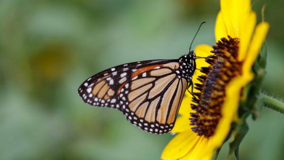 Image of Monarch nectaring on an autumn beauty sunflower in a backyard wildflower meadow.