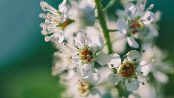 Image of Black cherry tree flowers are an important food source for native bees in spring months.