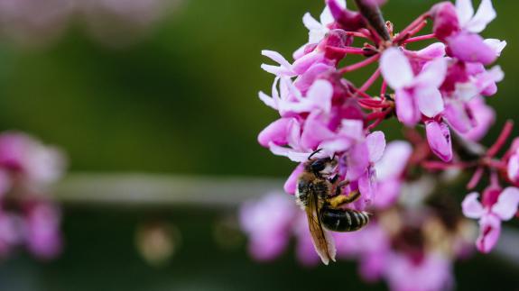 Image of Bumble bee nectaring on Eastern redbud flower. These native trees provide food for hundreds of bees during spring. 