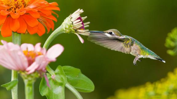 Image of Ruby throated hummingbird feeds on nectar produced by zinnias.