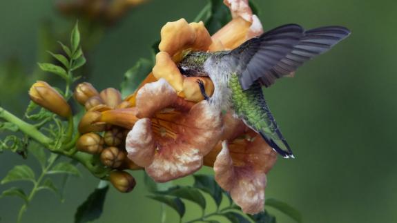 Image of Trumpet vine is an important natural food source for hummingbirds.