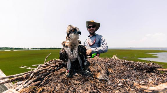 Image of CWF's Ben Wurst prepares to band a young osprey produced at a nest off Long Beach Island, Barnegat Bay, NJ. This one of 66 young that were banded with a red auxiliary band as part of Project RedBand, an osprey resighting project.