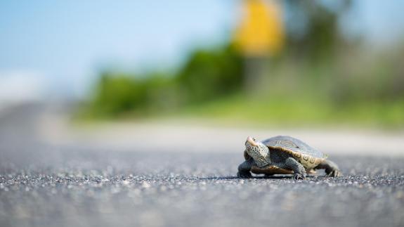 Image of An adult female terrapin crosses Great Bay Blvd.