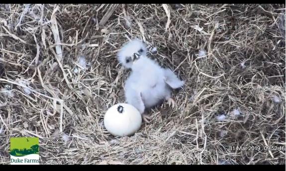 Eagle Cam, Bald eagle nest camera, lesson plans, and environmental ...