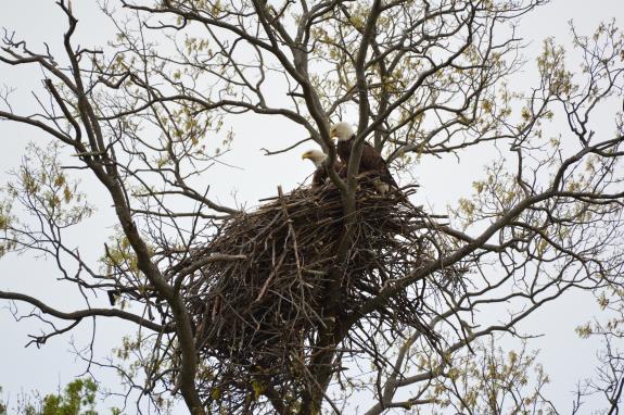 Image of Mercer eagle nest April 23,2019.