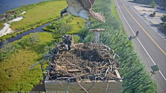Image of The first flights of young osprey occur right over the nest, as they spread their wings, jump and flap to lift off! 