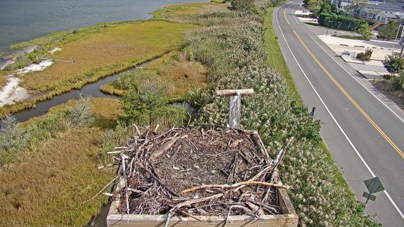 Image of An empty nest marks the end of the breeding season. 