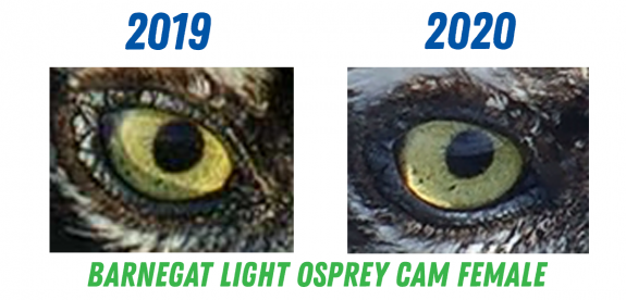 Image of Comparison of the right iris in the 2019-2020 female. 