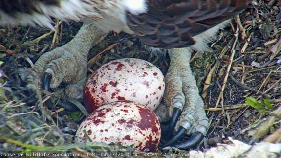 Image of The second egg was visible early this morning. So far this female is laying like clockwork - a couple hours earlier, but on the exact same days as last year! Egg three should come on 4/26. 