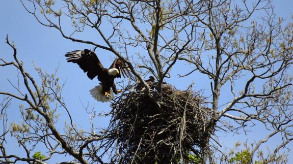 Image of 5/3/20 Mercer County Parks nest @ Buynie