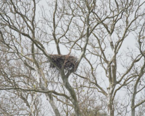 Image of Mercer Co. Park, empty nest@Buynie