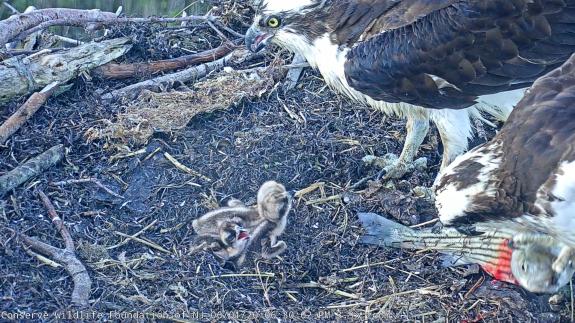 Image of Three hatchlings and a big striped bass! 