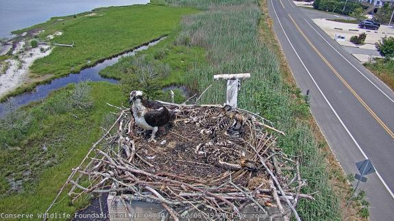 Image of The adult female and three young on their nest this afternoon. 