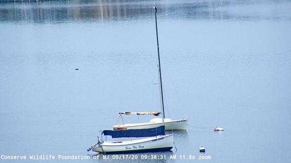 Image of An adult osprey perched atop a sailboat in the harbor this morning. 