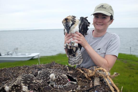 Image of 2019 CWF NJ Osprey Project Intern Marissa M. holds an osprey after being banded. 