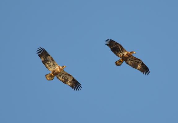 Image of immature bald eagles 3_7_21 @Buynie