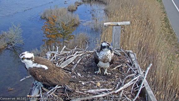 Image of Snapshot of the young male (1088-08822) and unbanded (new 2021 nesting female) on the BL Osprey Cam nest on April 5, 2020.