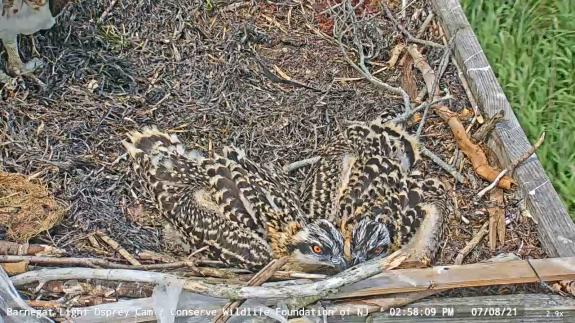 Image of The young ospreys are now fully covered with their body/contour feathers and around 75% of the size of an adult.