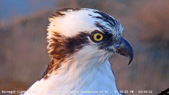 Image of A young adult osprey, nicknamed "82" perched on the BL Osprey Cam nest during the golden hour. 