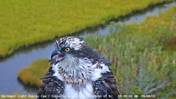 Image of Harbor, the juvenile female calls for Duke to deliver prey at the nest. 