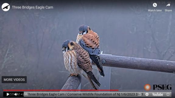 Image of January 6th, 2023 A pair of American Kestrels perched 