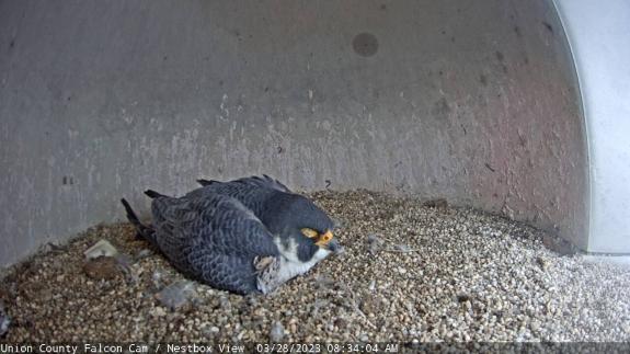 Image of UC falcon 2023 fourth eggs incubation
