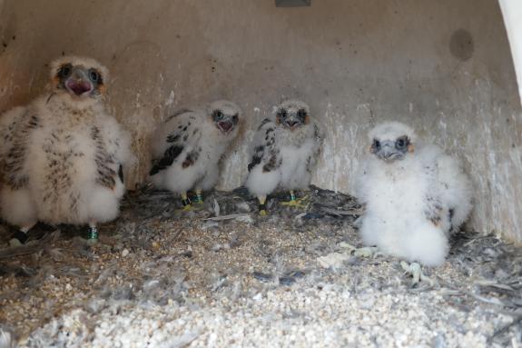 Image of Four female eyases at the Union County Courthouse after being banded on May 23, 2023.