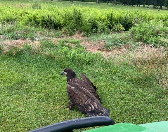 Image of Mercer GC fledge before rescue, July 29th @ Buynie's