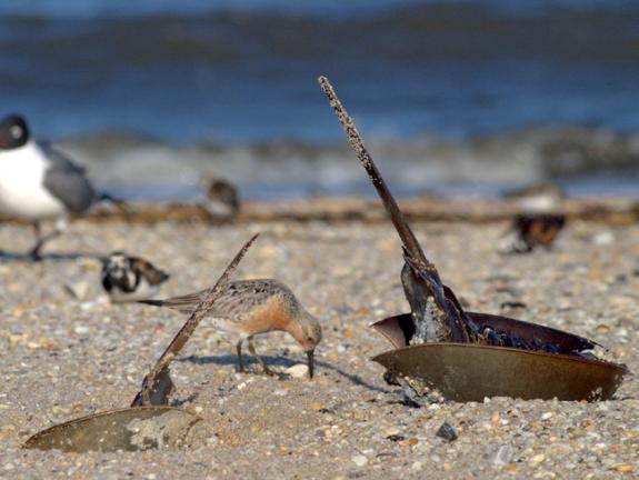 Image of A red knot and a horseshoe crab on a Delaware Bay beach.