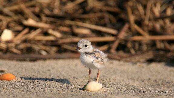 Image of A piping plover chick can find food on the beach within hours of hatching.