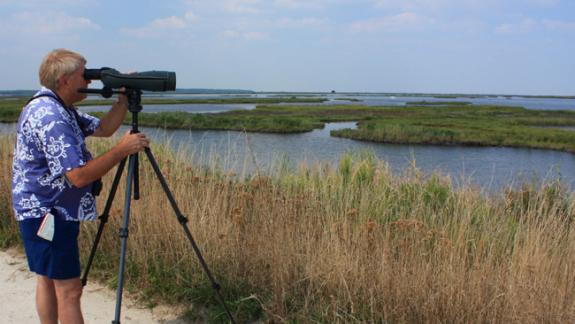 Image of A birder identifies a juvenile black skimmer from a distance at Forsythe NWR.