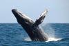 Image of Humpback Whale Breeching