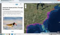 Image of American Oystercatcher Story Map Home Page